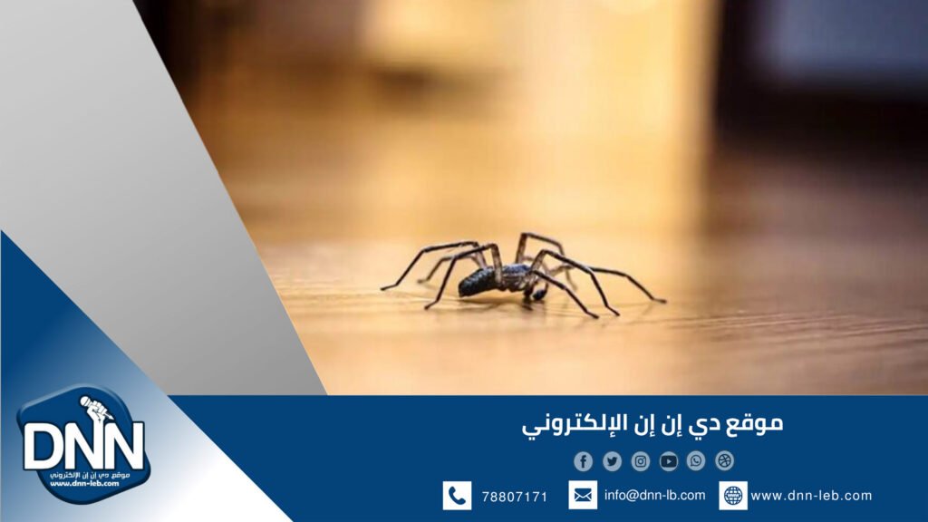 عنكبوت في أذن طفل يثير دهشة الأطباء